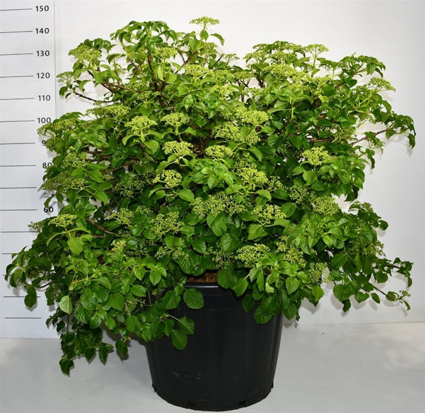 Hydrangea petiolaris - C130 80-100 CM